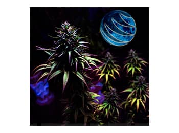 Cultivo de cannabis iluminado por la luna Venalsol.