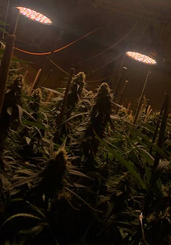 Cultivo de cannabis medicinal iluminado con Foco LED cannabis Venalsol