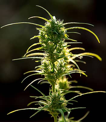 Planta de cannabis iluminada