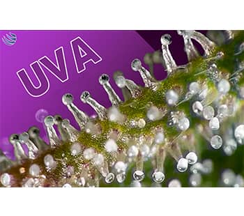 Tricomas de cannabis recibiendo luz ultravioleta UVA