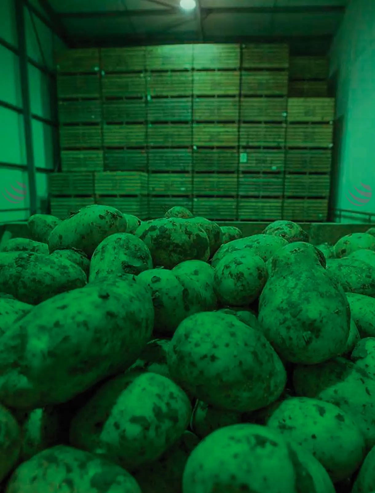 Luce LED verde per patate in magazzino industriale