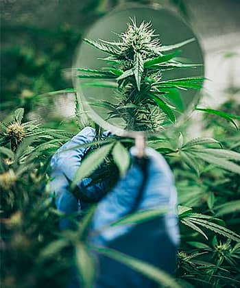 Inspección de los tricomas del cannabis
