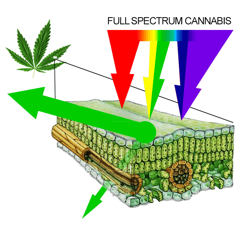 Full espectrum para cannabis
