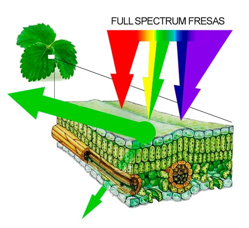Full spectrum para fresas