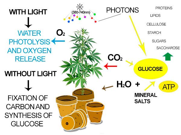 Photosynthesis process of a cannabis plant
