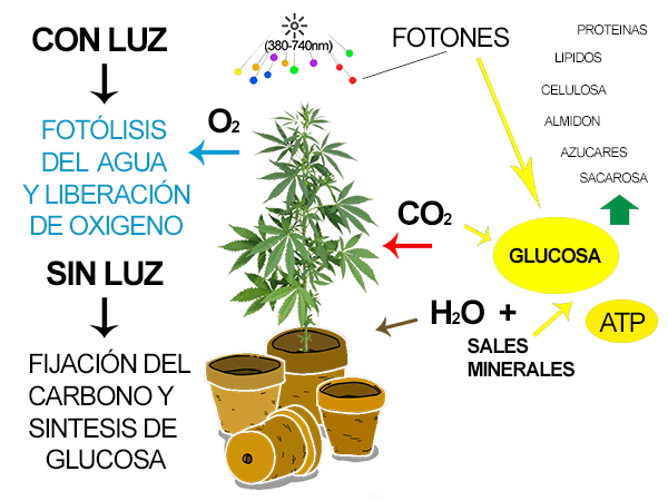 Proceso de fotosíntesis de una planta de cannabis