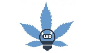 LED cultivo Cannabis