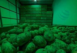 Luz LED verde para patatas: cómo evitar la solanina y la germinación en almacenamiento