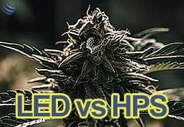 Iluminando el cultivo de cannabis: luminarias LED vs sodio/HPS