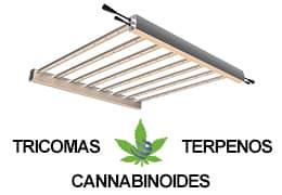 Potenciando la química del cannabis: el impacto de la iluminación LED en cannabinoides y terpenos.