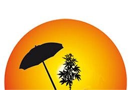 Couleur de la lumiere LED dans la culture du cannabis